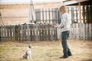 Border Collie puppy training.