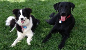 Border Collie and Black Lab receive advanced dog training.