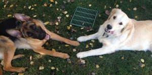 German Shepherd and Golden Retriever after dog training.