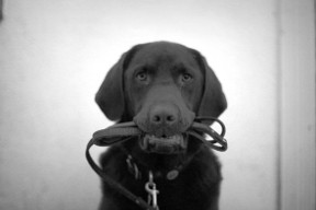 dog training for obedience