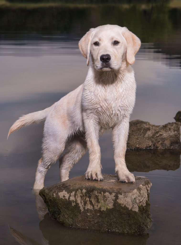 Yellow Labrador Retriever Puppy in the water.