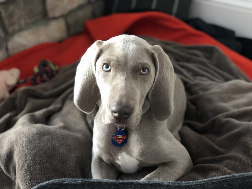In-home dog training for this Weimaraner puppy.