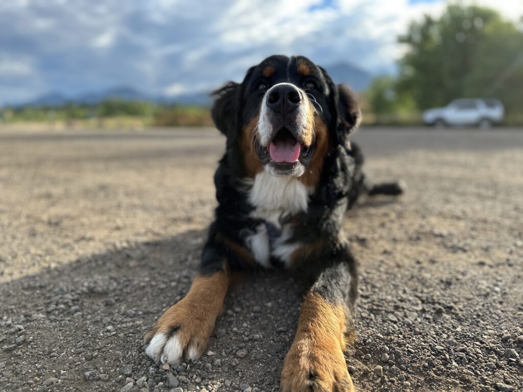 Bernese Mountain Dog off-leash in Boulder with the Voice & Sight Tag Program