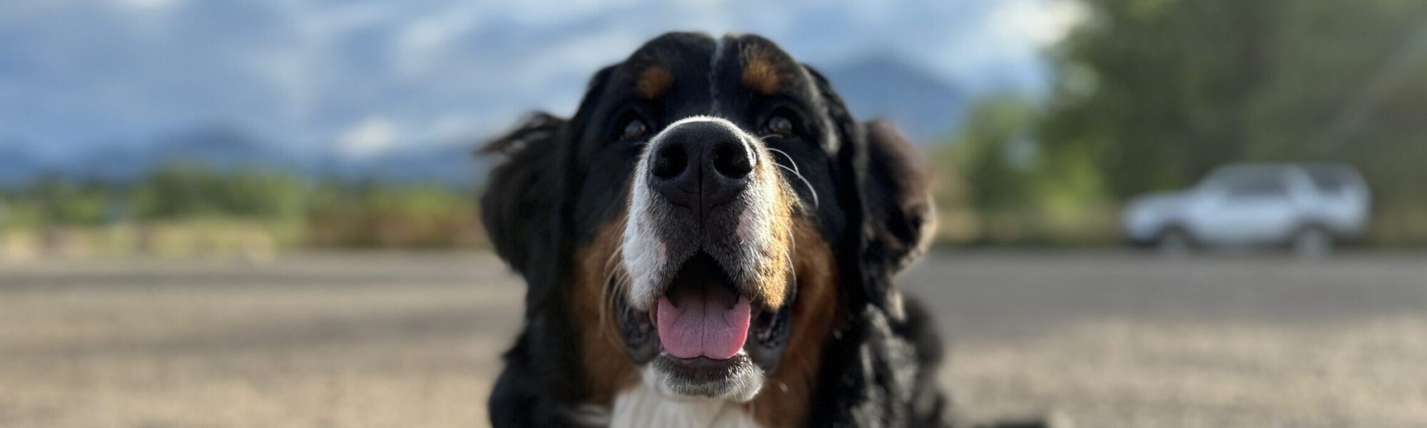 Bernese Mountain Dog off-leash in Boulder with the Voice & Sight Tag Program